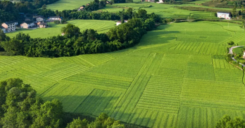 四川适合种什么