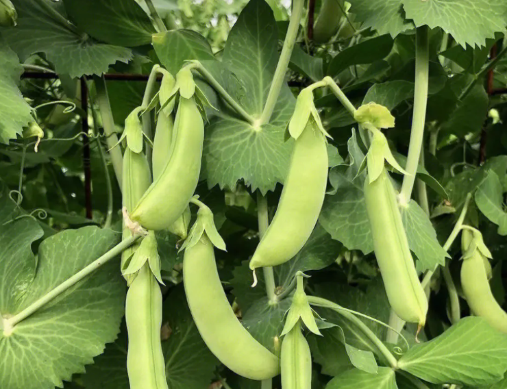 秋天适合种什么