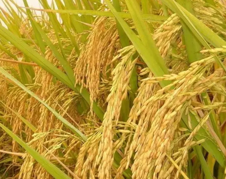 江西适合种什么