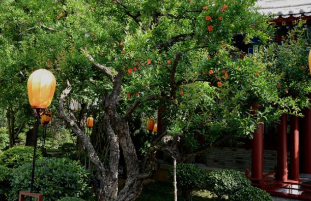 院子适合种什么树