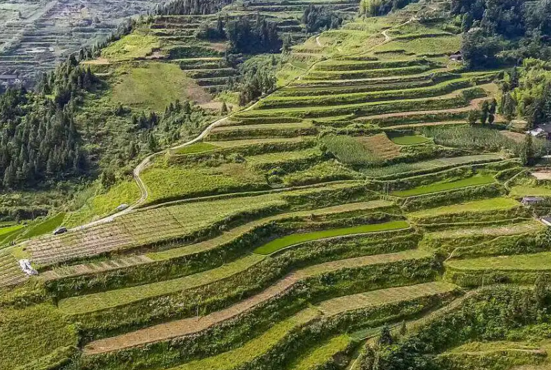 山地适合种什么