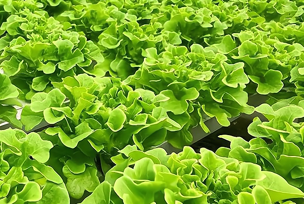 现在适合种什么菜