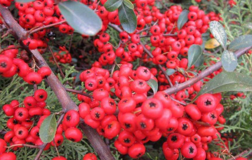 山上适合种什么