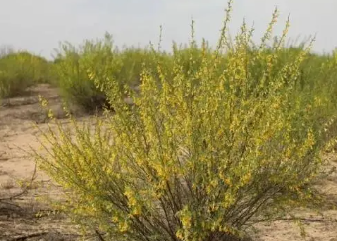 沙地适合种什么
