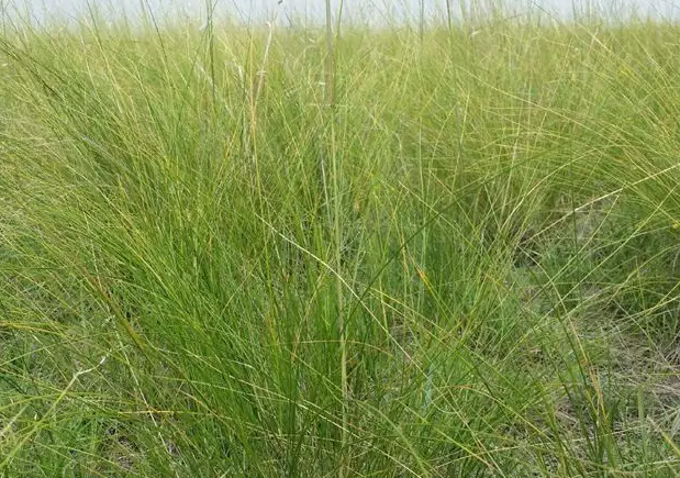 碱地适合种什么