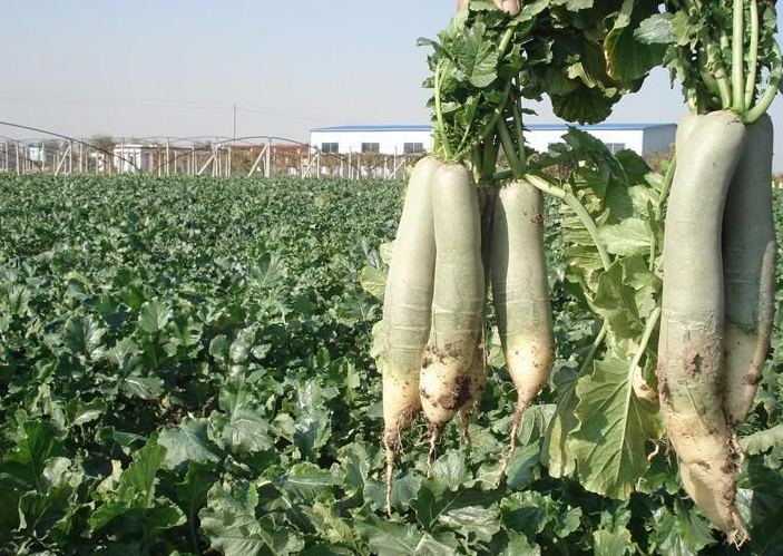 这个季节适合种什么