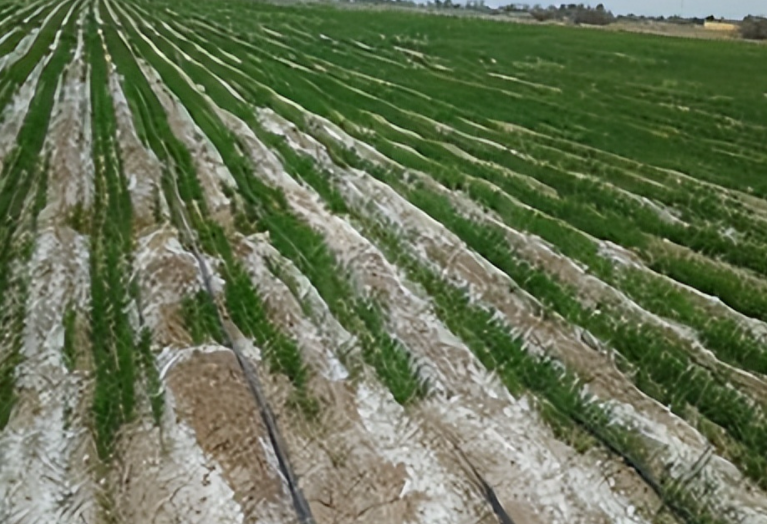 盐碱地适合种什么