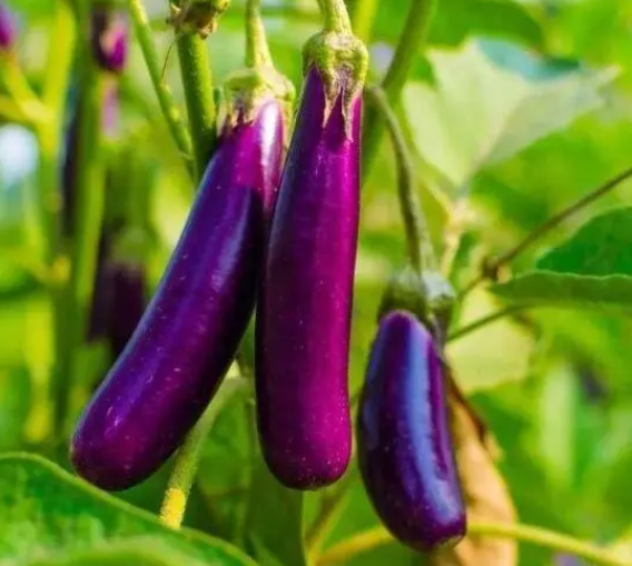 6月适合种什么菜