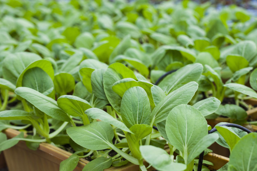 阳台适合种什么蔬菜