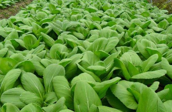 现在适合种什么蔬菜