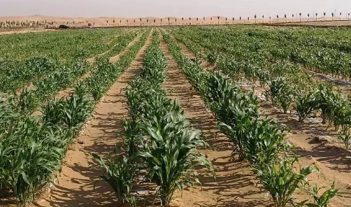 沙土地适合种什么