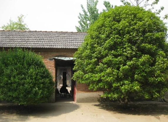 门前适合种什么树