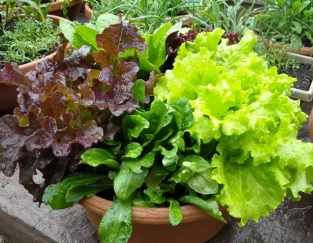 花盆适合种什么菜