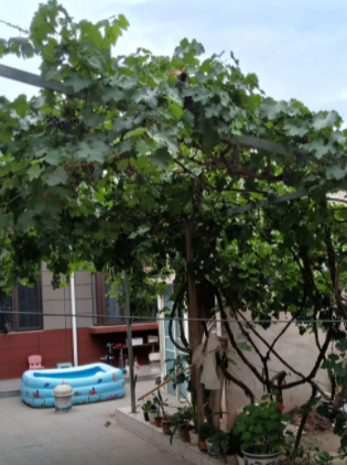 小院适合种什么树