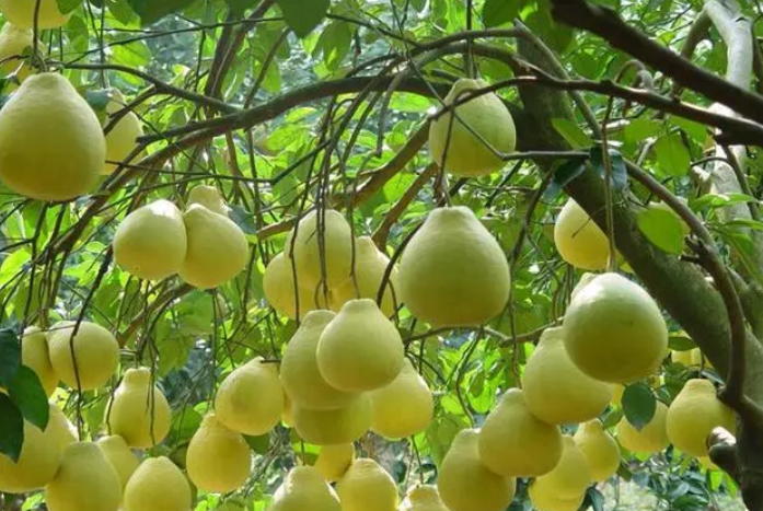 南方适合种什么果树