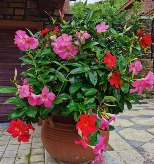 现在适合种什么花