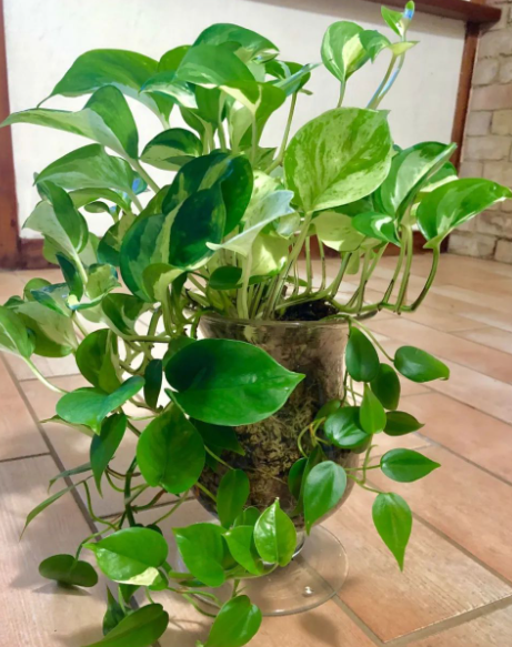 家里适合种什么植物