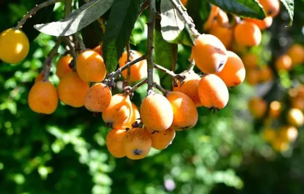 南方适合种什么水果