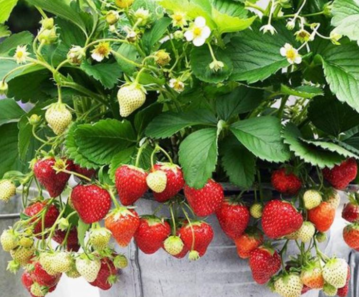 阳台适合种什么水果