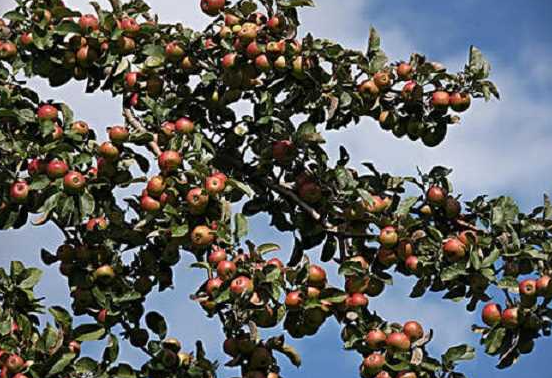 北方适合种什么果树