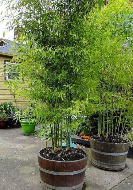 庭院适合种什么植物