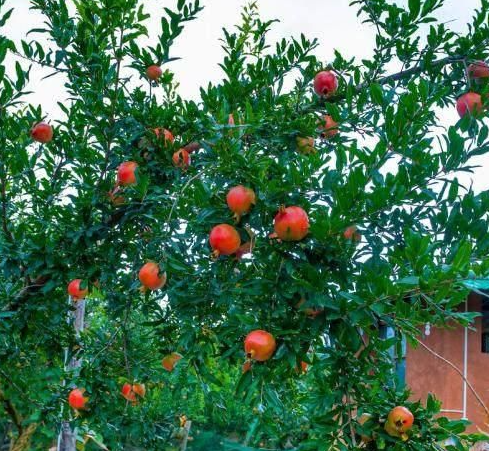 庭院适合种什么果树