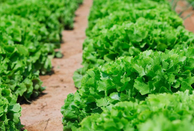 春天适合种什么蔬菜