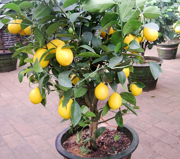 阳台适合种什么果树