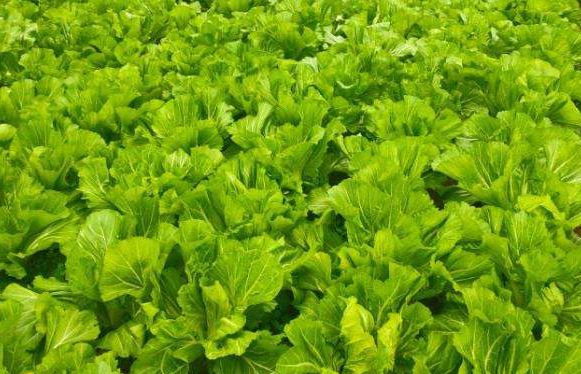 8月适合种什么蔬菜