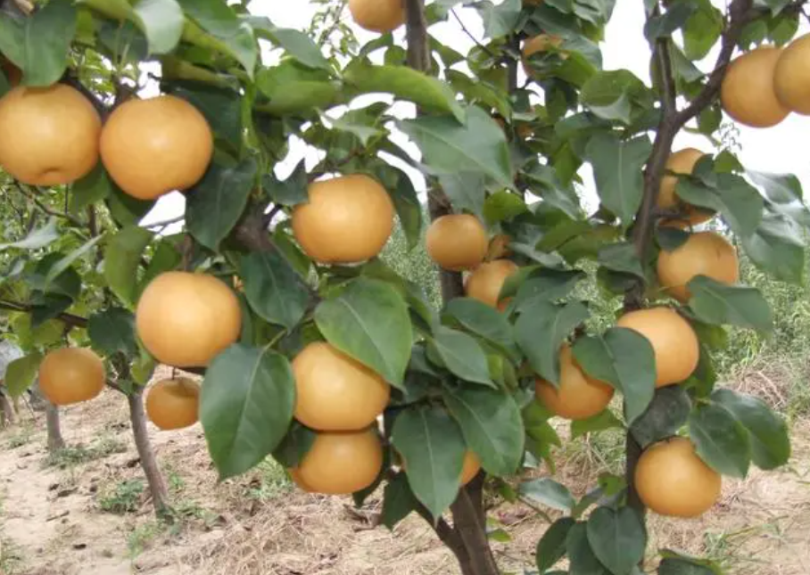 北方适合种什么水果