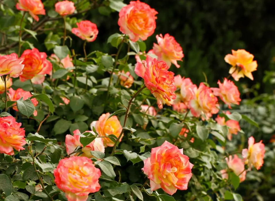 夏季适合种什么花