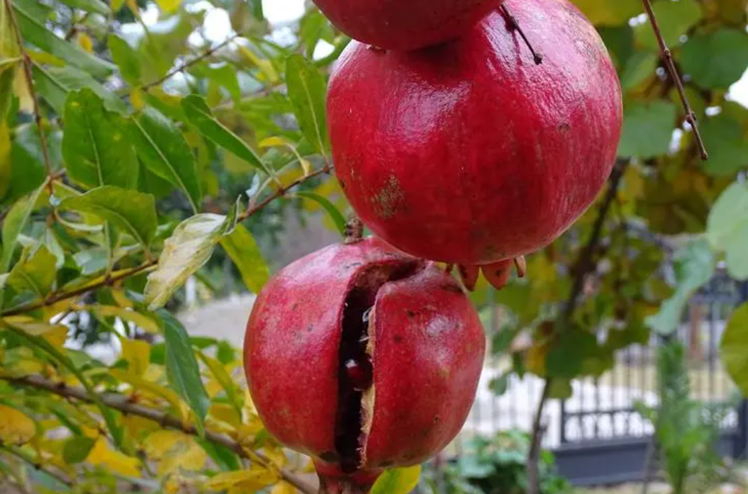 广东适合种什么水果