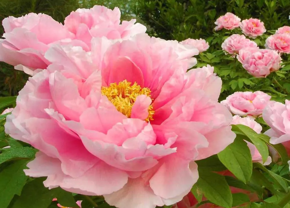 东北适合种什么花