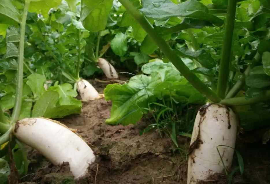 秋天适合种什么蔬菜