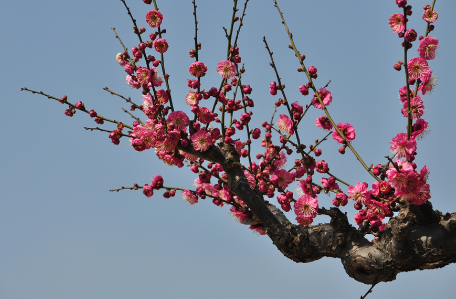 河南适合种什么花