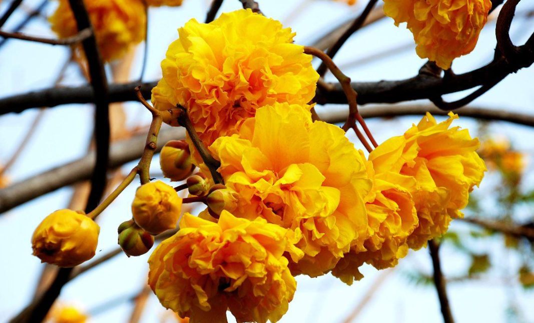 家庭适合种什么树