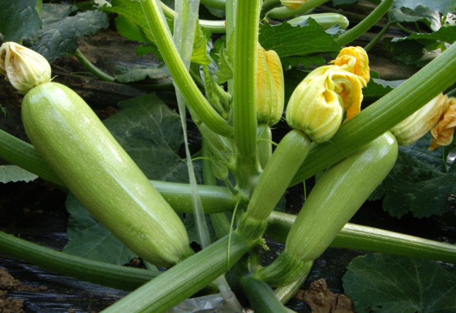 这个季节适合种什么菜