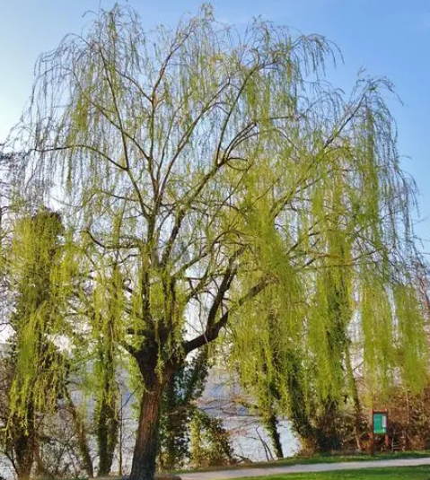 柳树可以嫁接什么树