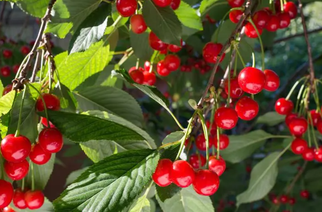 家里适合种什么果树