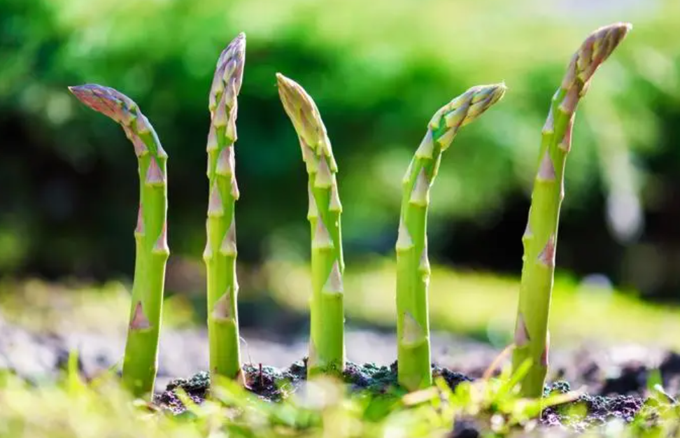 冬季适合种什么蔬菜