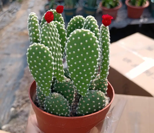 冬天适合种什么植物