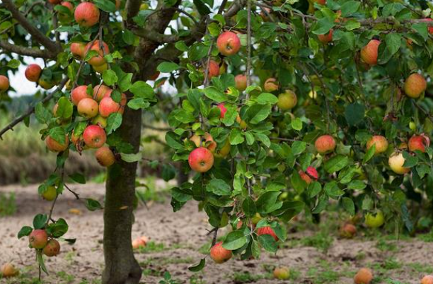 现在适合种什么水果