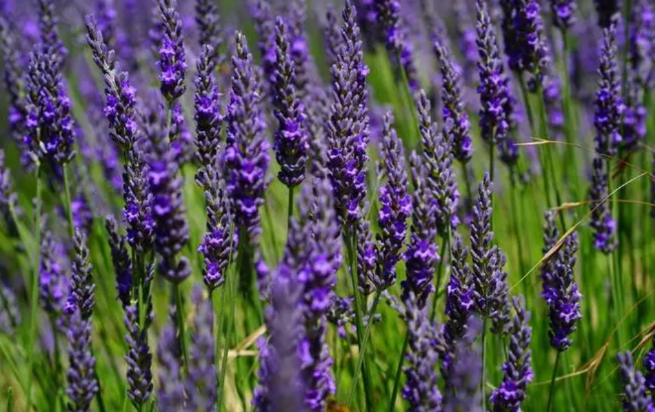 家庭适合种什么花