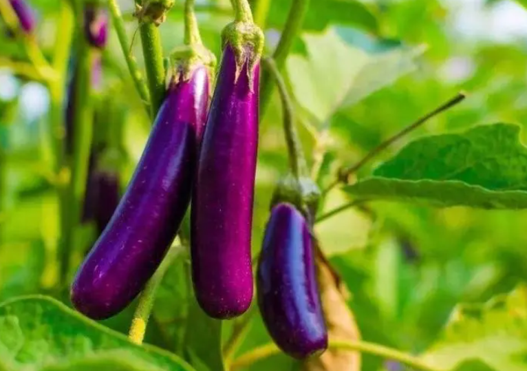 7月份适合种什么菜