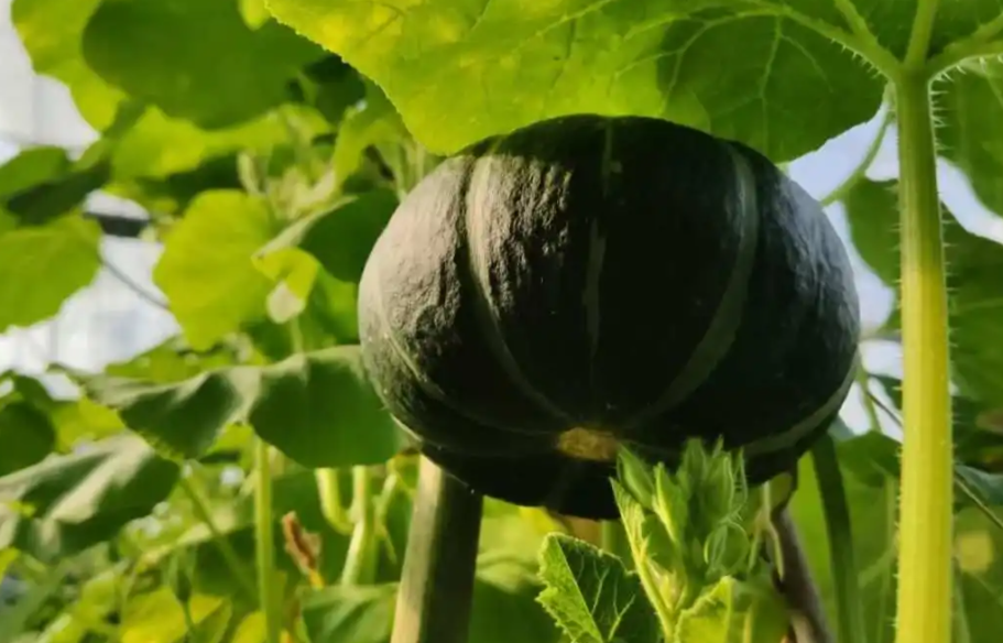 夏天适合种什么植物