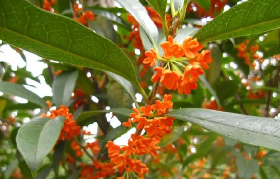 广西适合种什么树