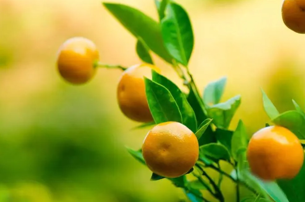 湖南适合种什么果树