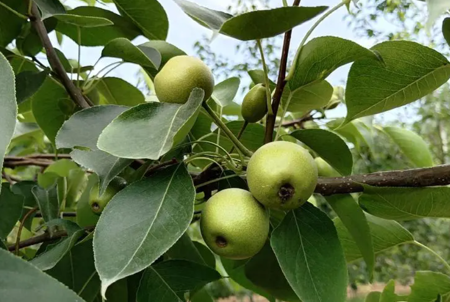 河南适合种什么果树