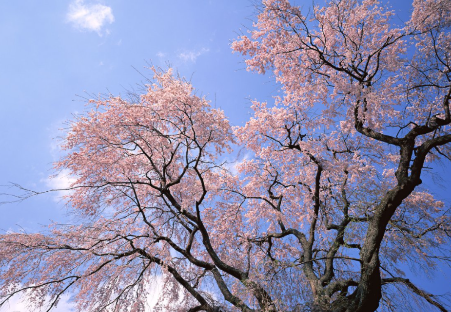 后院适合种什么树