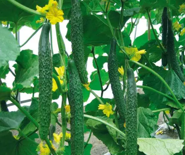 5月份适合种什么菜